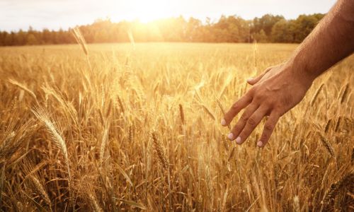 harvest