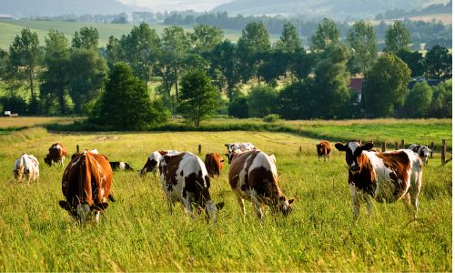 foot and mouth disease