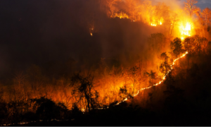 wild fires